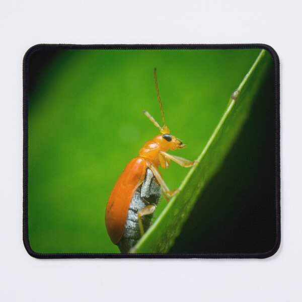 Item preview, A red pumpkin beetle (Aulacophora foveicollis) designed and sold by AvonPerception.