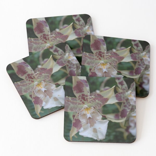 Item preview, Kandyan Dancer Orchid (Oncidium sphacelatum) botanical flower garden orchid decor designed and sold by VistaViews.