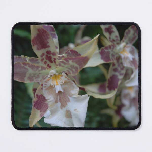 Item preview, Kandyan Dancer Orchid (Oncidium sphacelatum) botanical flower garden orchid decor designed and sold by VistaViews.
