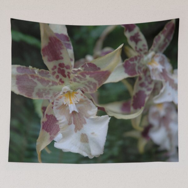 Item preview, Kandyan Dancer Orchid (Oncidium sphacelatum) botanical flower garden orchid decor designed and sold by VistaViews.