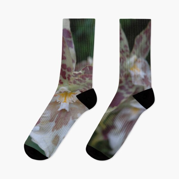 Item preview, Kandyan Dancer Orchid (Oncidium sphacelatum) botanical flower garden orchid decor designed and sold by VistaViews.