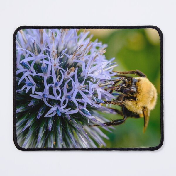Item preview, Small Globe Thistle With Bee 10 designed and sold by Robert Alsop.