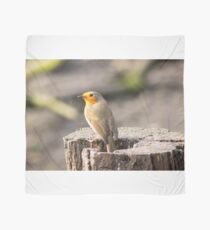 Robin Scarf