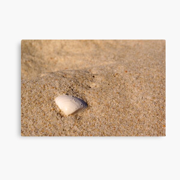 The Shell Canvas Print