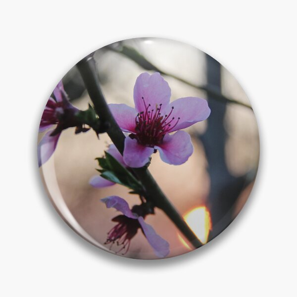 Artikelvorschau, Cherry Tree Blooming Close Up Photo entworfen und verkauft von Angela Cini.