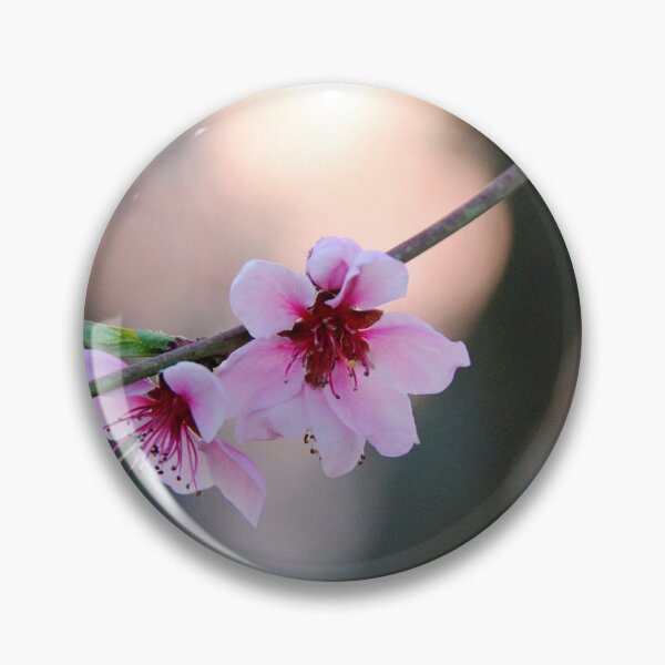 Artikelvorschau, Cherry Tree Blooming Close Up Photo entworfen und verkauft von Angela Cini.