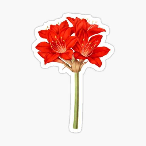 Regalos y productos: Flores De Amarilis | Redbubble