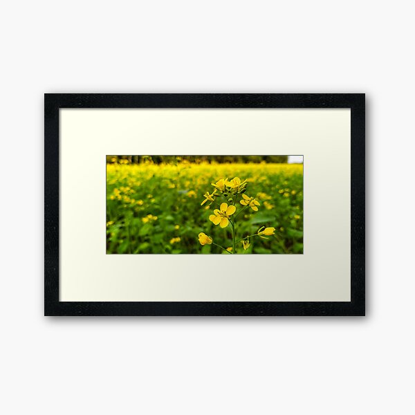 Mustard Flowers Framed Art Print