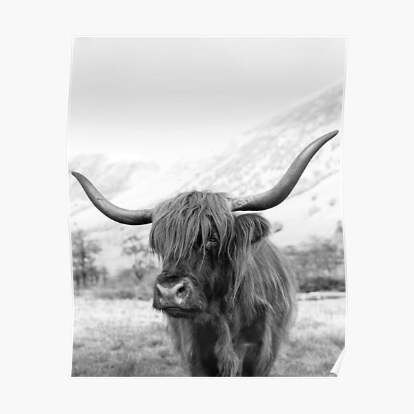 Portrait of a highland cow, Bull print Poster