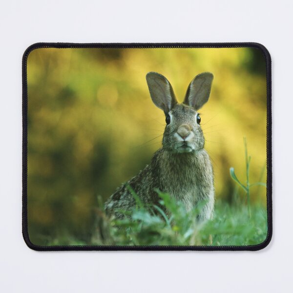 Aperçu de l'œuvre lapin créée et vendue par ReljaX.