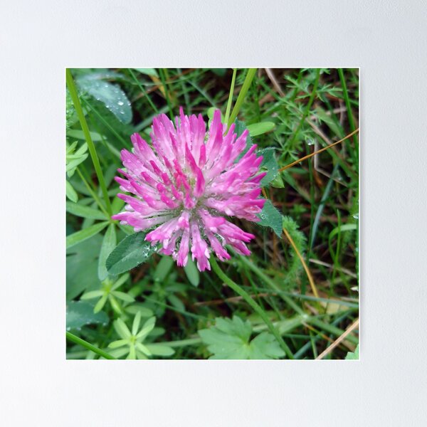 Item preview, Red Clover designed and sold by svehex.