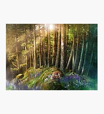 Fox Haven Photographic Print