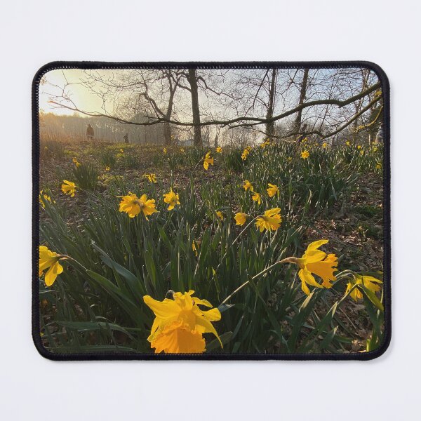 Item preview, Daffodils at Sunset designed and sold by Paddyb17.