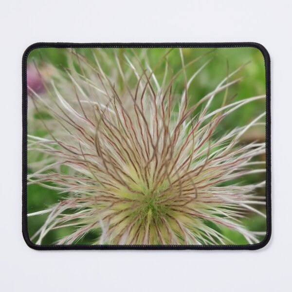 Item preview, Alpine pasque flower designed and sold by Oceanleaf88.