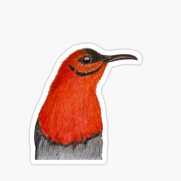 Crimson Sunbird Sticker