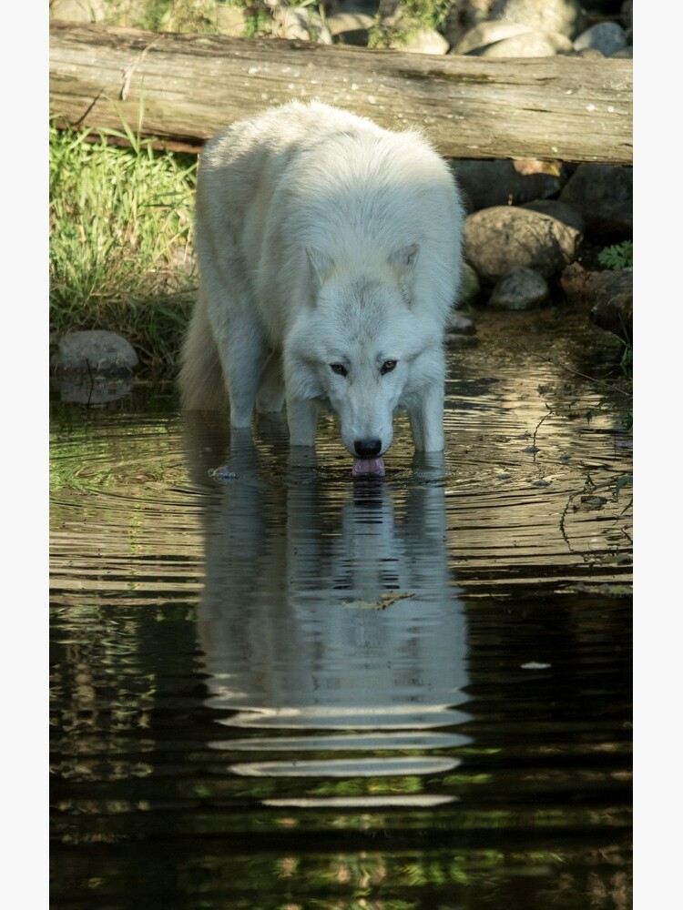 Wolf reflection by dailyanimals