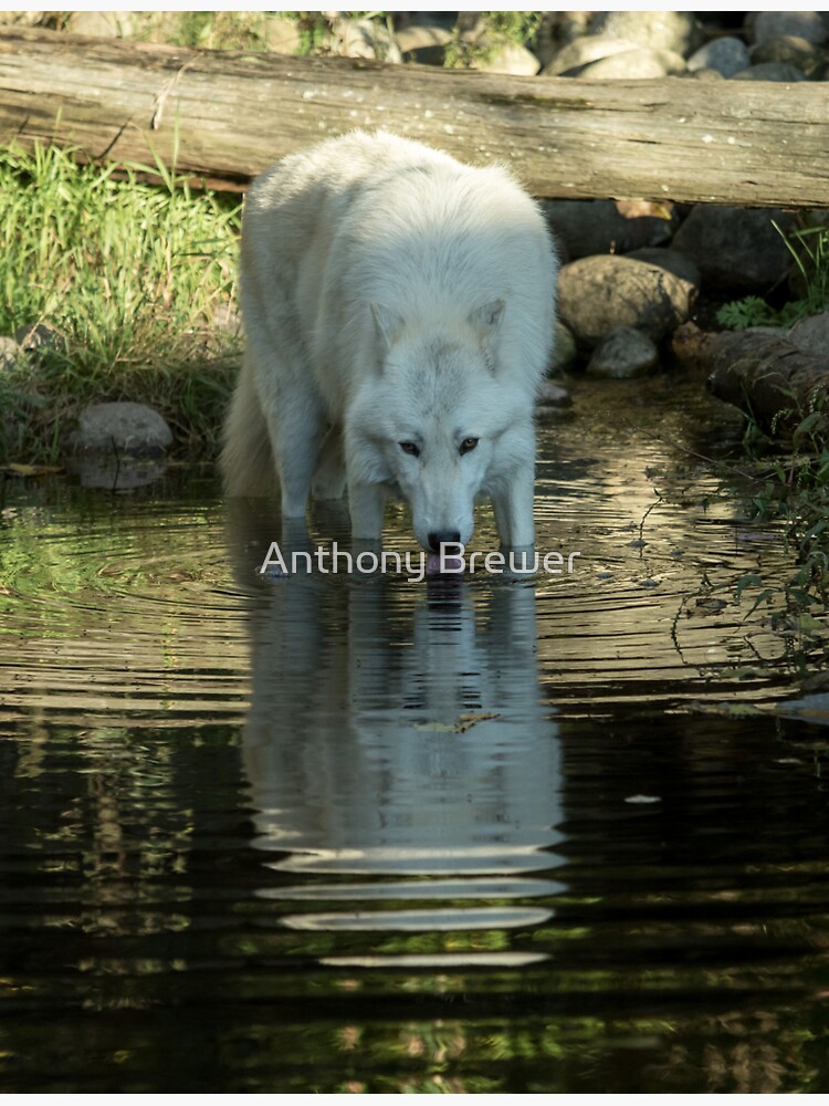 Wolf reflection by dailyanimals