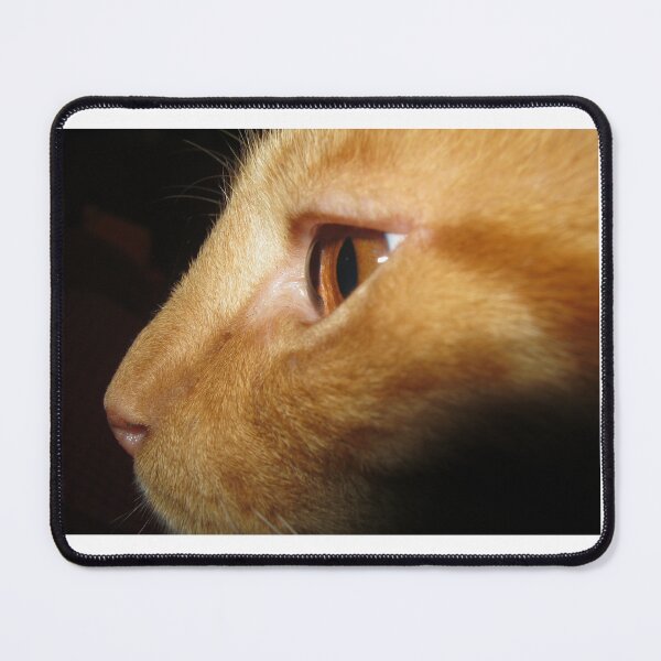 Item preview, Intese cat stare designed and sold by Daerohel.