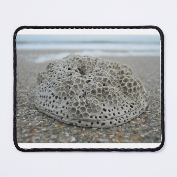 Item preview, Old coral shell designed and sold by Daerohel.