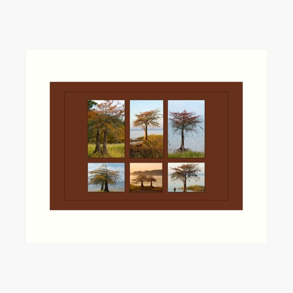 Item preview, Cypress Trees in Fall designed and sold by Bonnie T.  Barry.