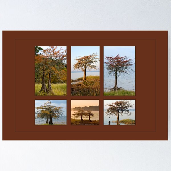 Artikelvorschau, Cypress Trees in Fall entworfen und verkauft von Bonnie T.  Barry.