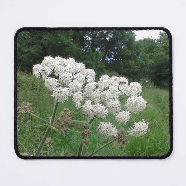 Item preview, Hogweed Flowers designed and sold by SandersSP-Merch.