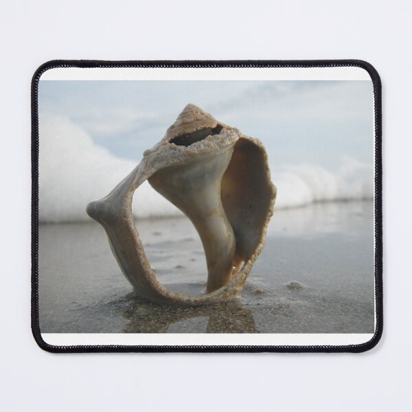 Item preview, Weathered conch shell designed and sold by Daerohel.