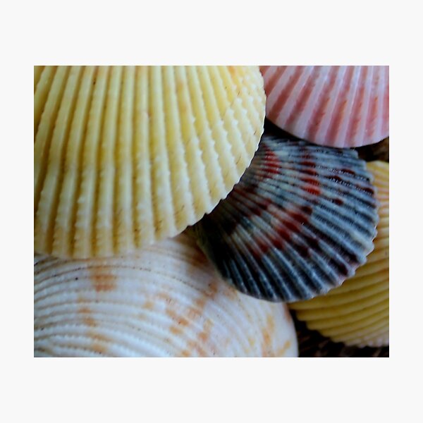 Shells on the beach Photographic Print