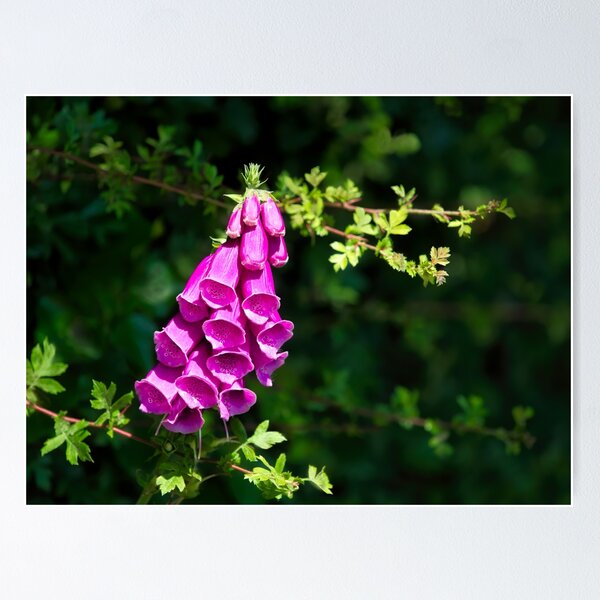 Aperçu de l'œuvre Digitales violettes Digitalis-purpurea créée et vendue par Dorset Girl.