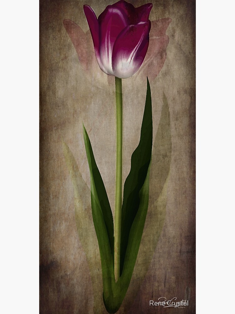 One Simple Beauty by imagesbycrystal