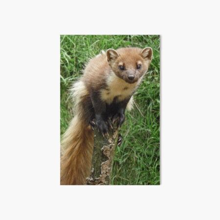 Tree weasel Art Board Print