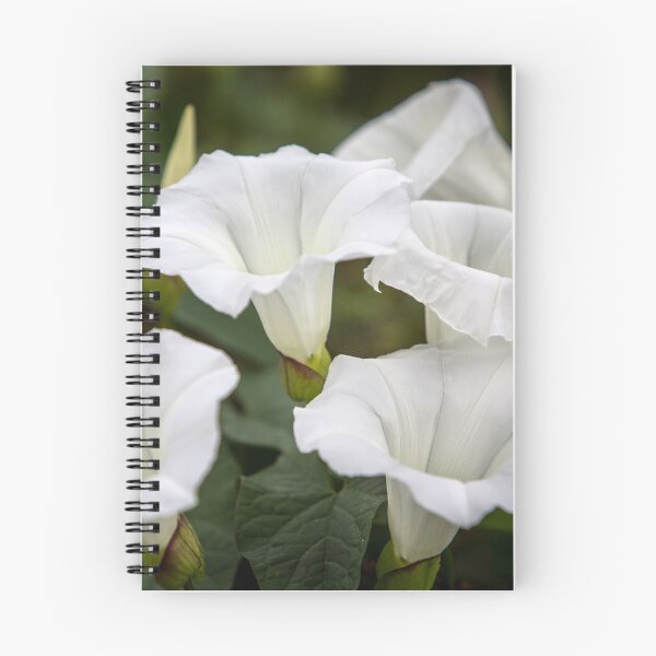 Item preview, White Bells designed and sold by Dave Hare Photography.