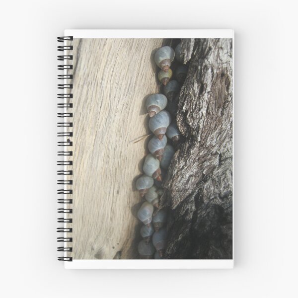 Item preview, Snails in a row designed and sold by Daerohel.