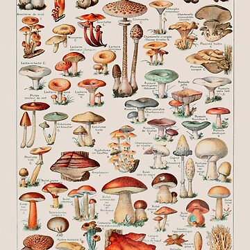 Vintage Mushroom Fungus Illustration I