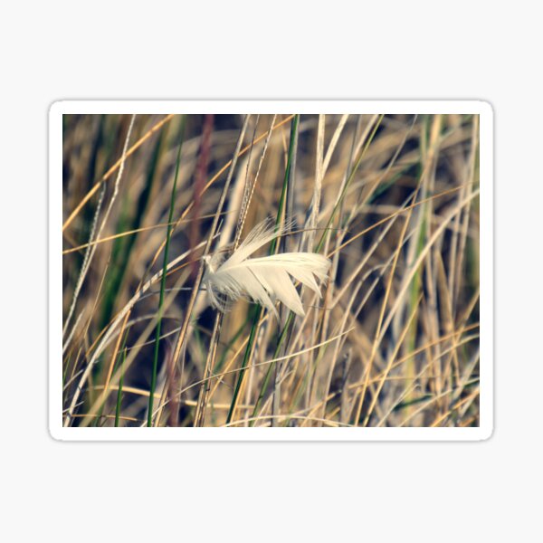 Item preview, A white Feather  designed and sold by Tonia Delozier's Photography .
