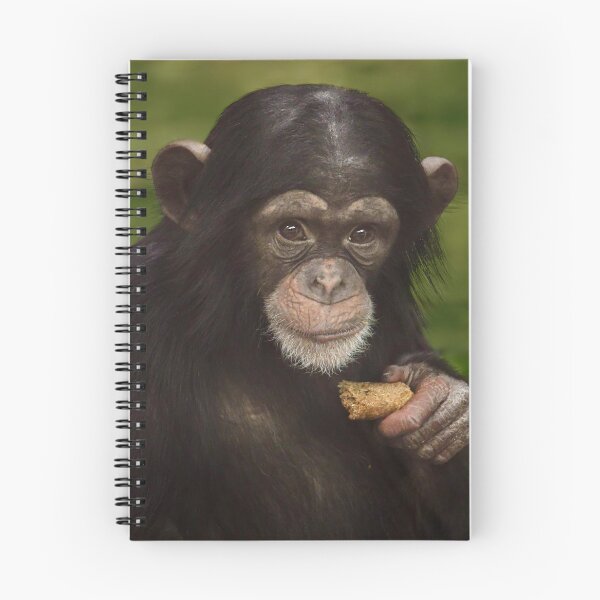 Item preview, Baby Chimpanzee with a Snack designed and sold by richardbryce.
