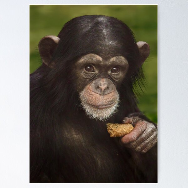 Item preview, Baby Chimpanzee with a Snack designed and sold by richardbryce.
