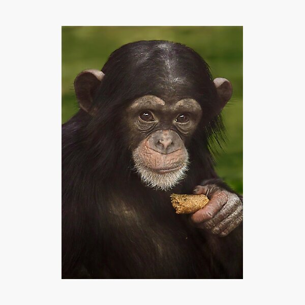 Item preview, Baby Chimpanzee with a Snack designed and sold by richardbryce.