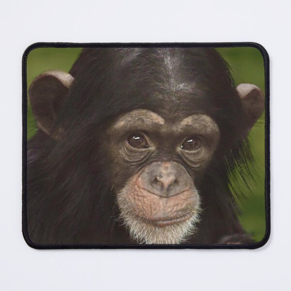 Item preview, Baby Chimpanzee with a Snack designed and sold by richardbryce.