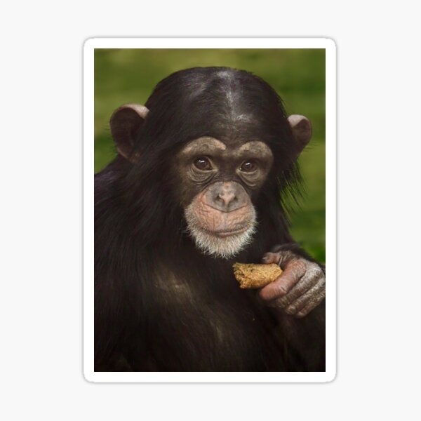 Baby Chimpanzee with a Snack Baby Chimpanzee with a Snack