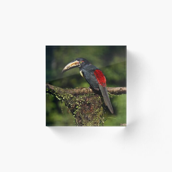Item preview, black and red toucan designed and sold by Peeks of Nature.