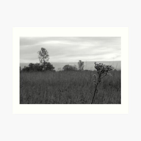 Ironweed, Meadow, Tree Art Print