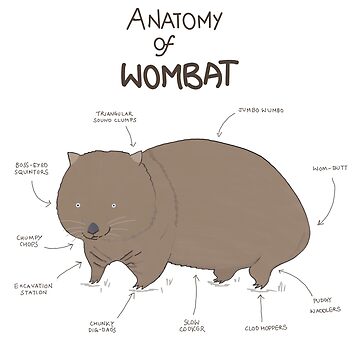Imagen de la obra anatomía del wombat de BHAVANI REDDY
