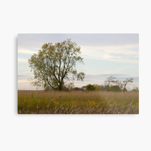 Tree in a Meadow Metal Print