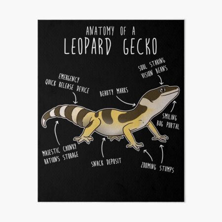 Blizzard Leopard Gecko Lizard Reptile Anatomy Art Board Print for Sale by  Clara Hollins