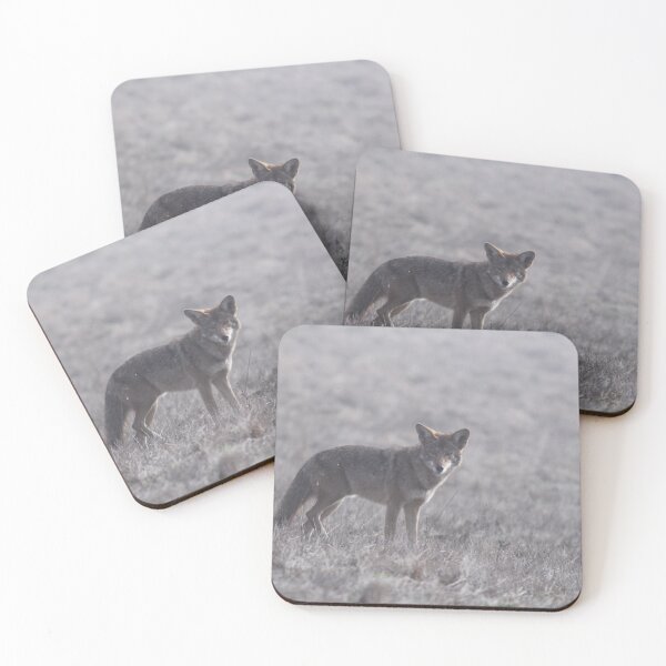 Item preview, A coyote in a field looking this way designed and sold by Jessica Weiss.