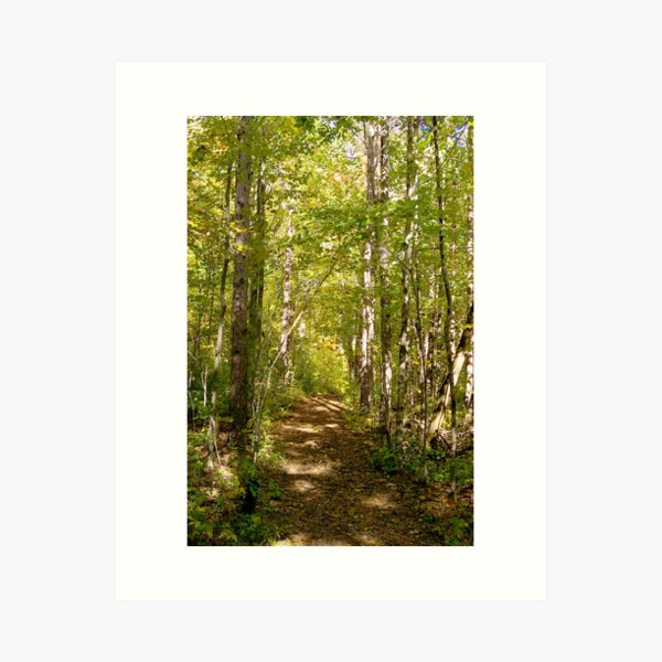 Forest Trail Art Print