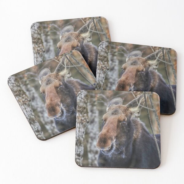 Item preview, Laughing Moose designed and sold by June Krisko.