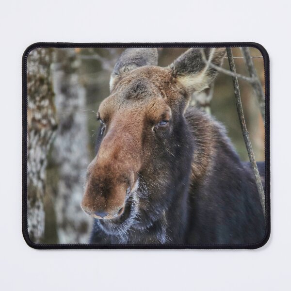 Item preview, Laughing Moose designed and sold by June Krisko.