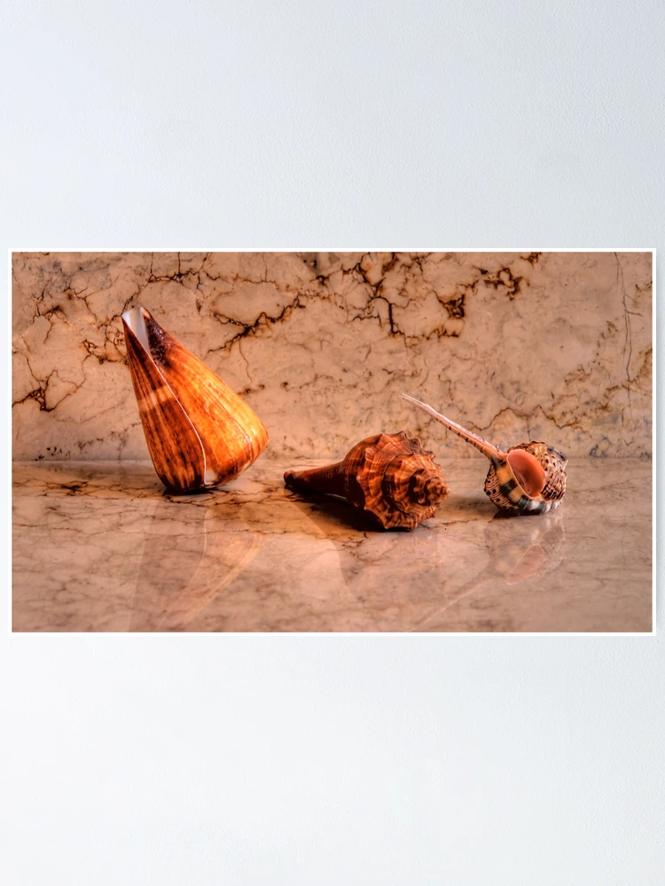 Thumbnail 1 of 3, Poster, Shells V designed and sold by andreisky.